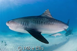 Tiger shark shot in the Bahamas with a nikon D70s and 10.... by Mike Ellis 
